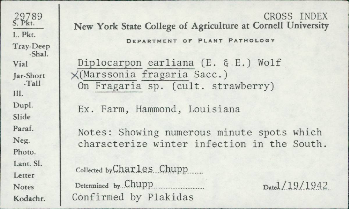 Diplocarpon earliana image