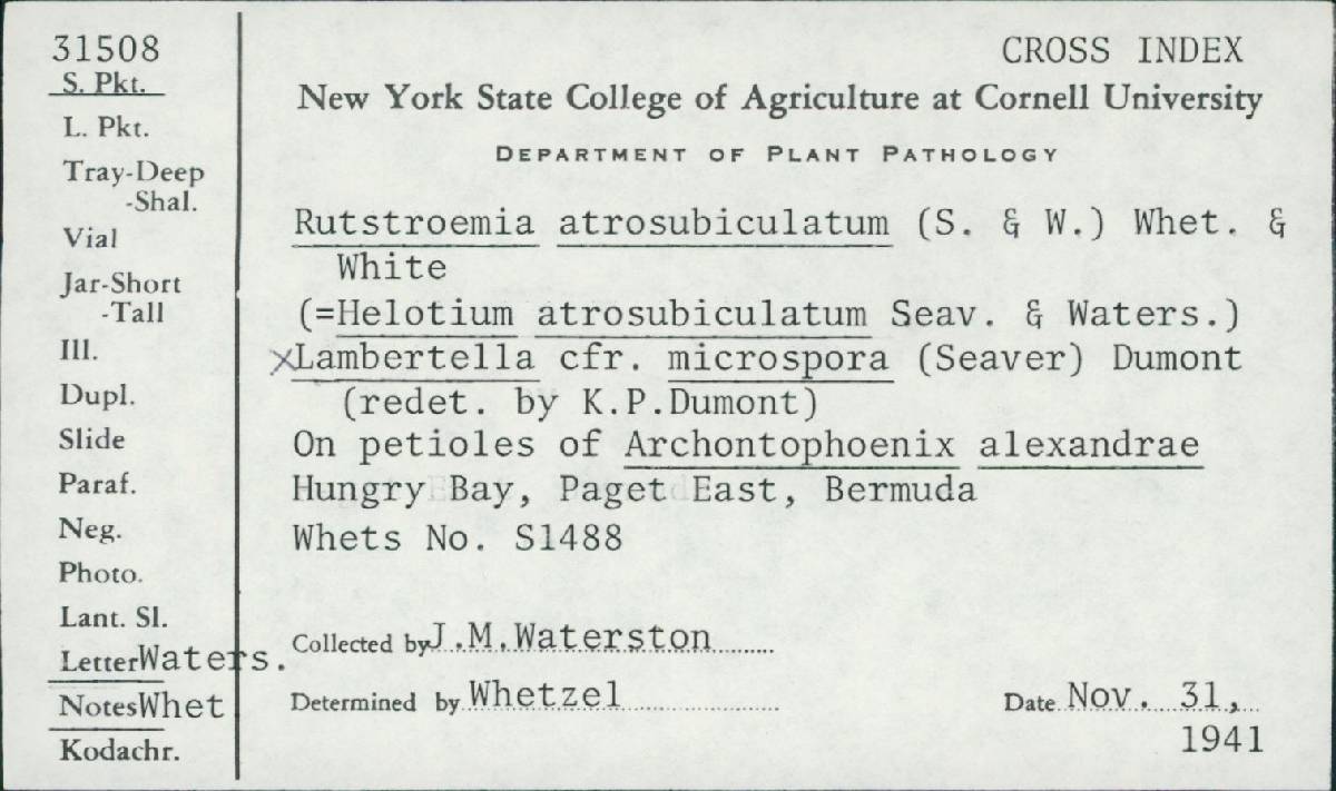 Rutstroemia atrosubiculata image