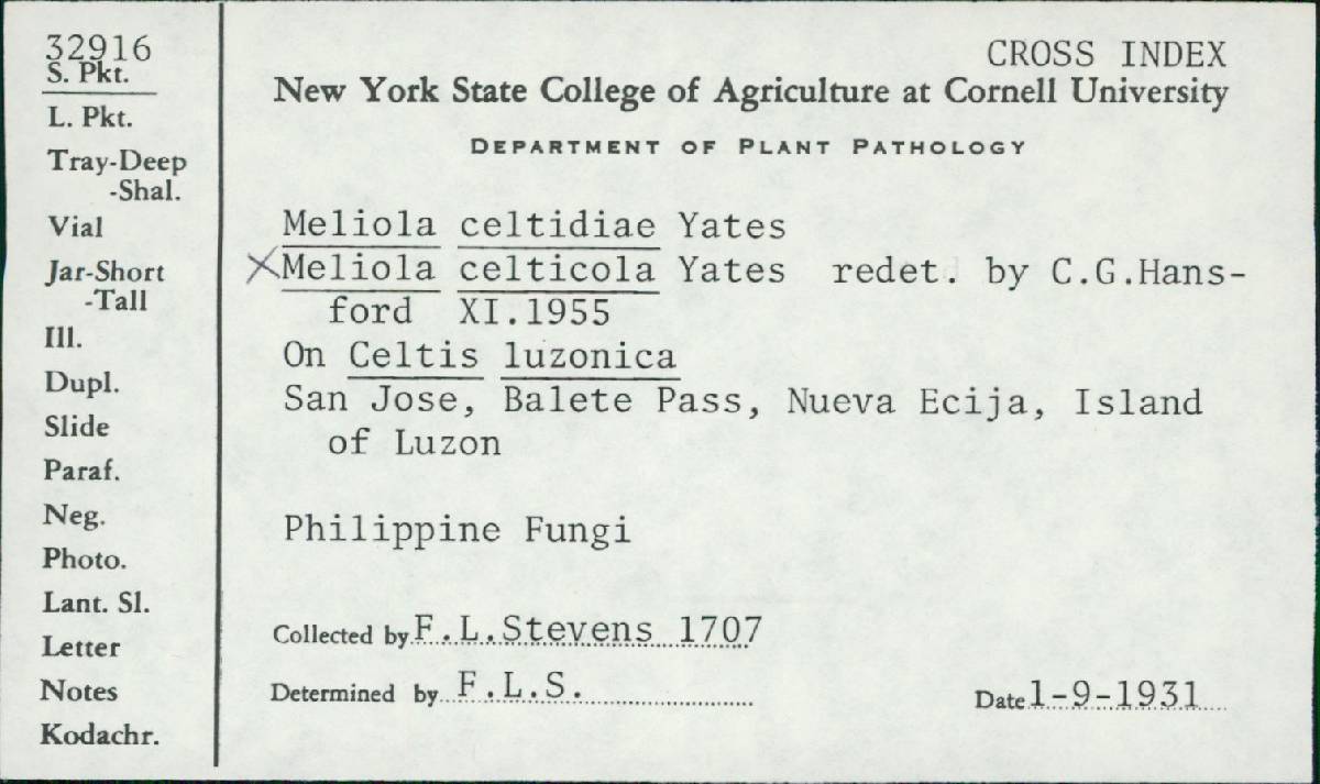 Meliola celticola image