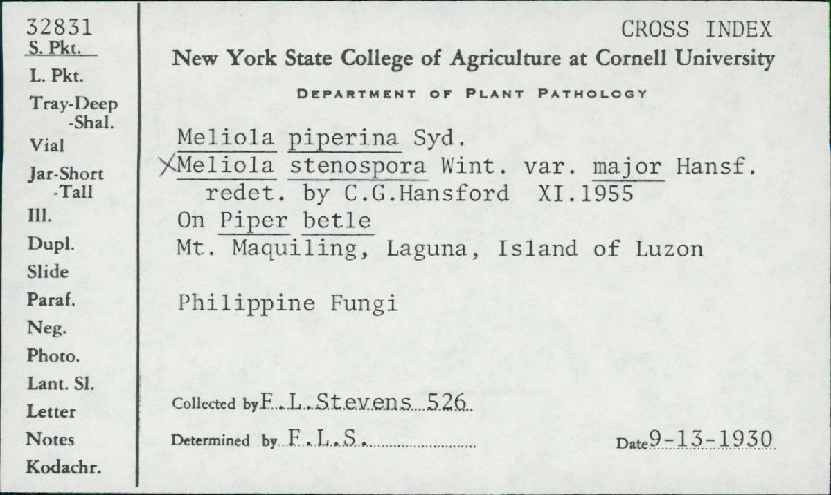 Meliola stenospora var. major image