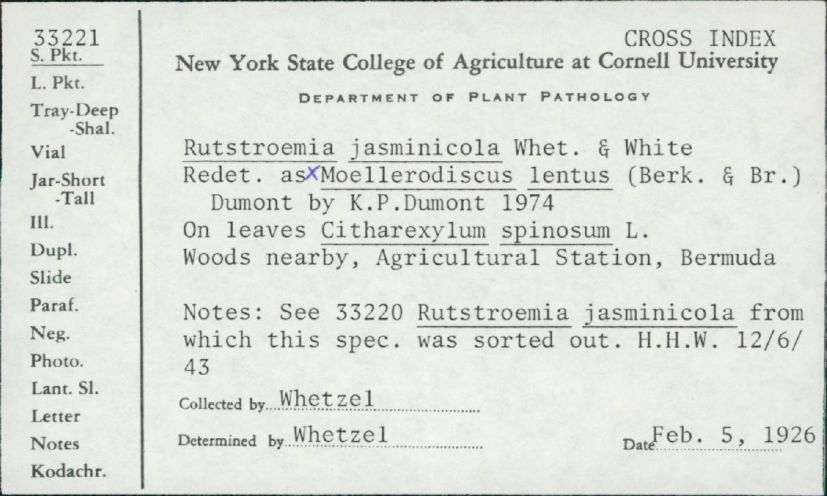 Rutstroemia jasminicola image