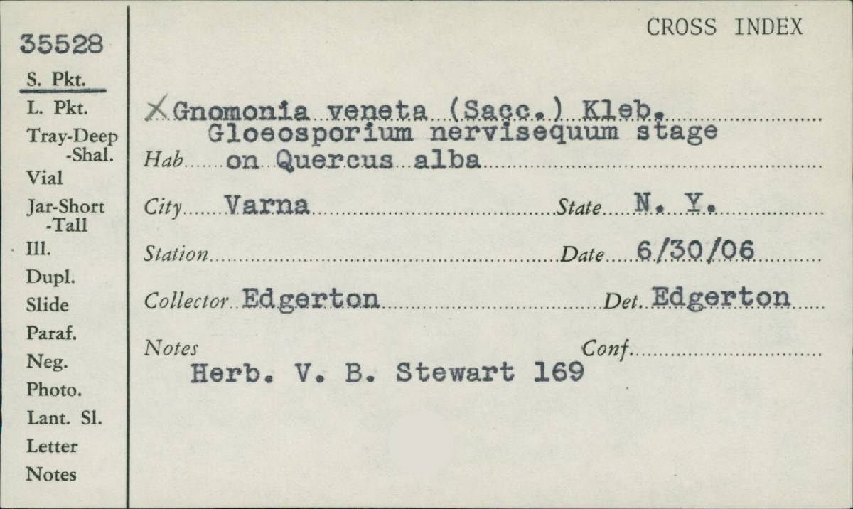 Apiognomonia errabunda image
