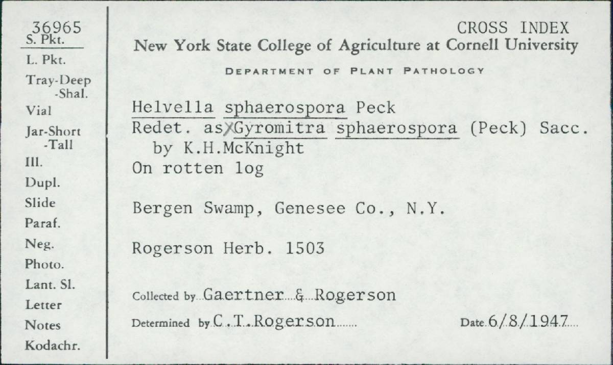 Gyromitra sphaerospora image