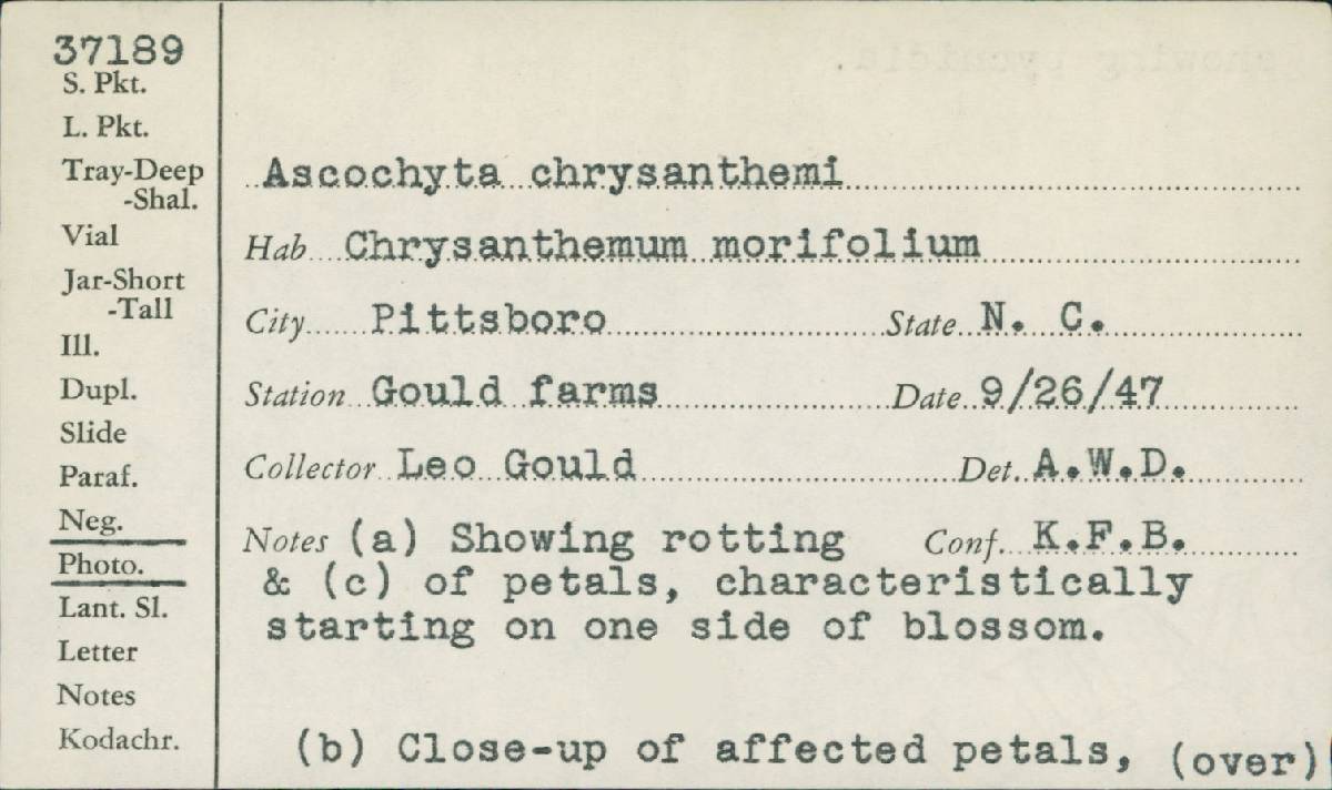 Mycosphaerella chrysanthemi image