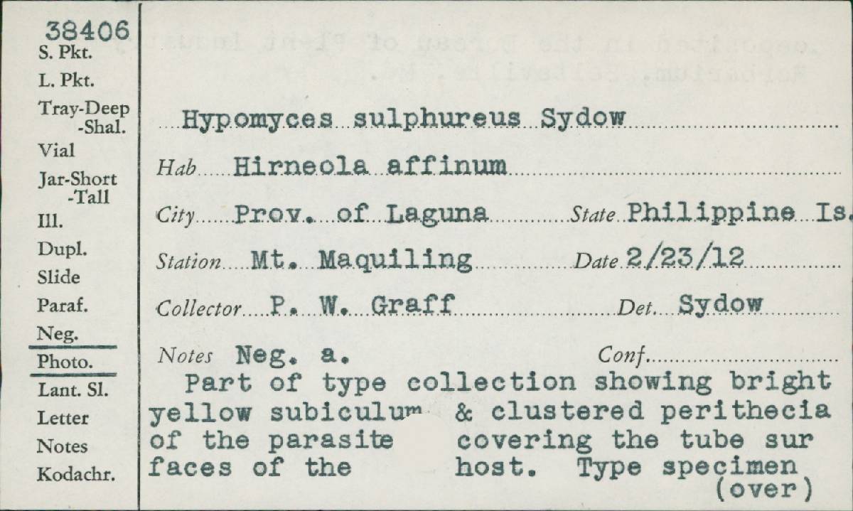 Hypomyces sulphureus image