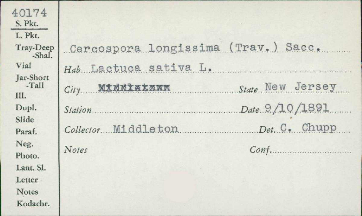 Cercospora longissima image