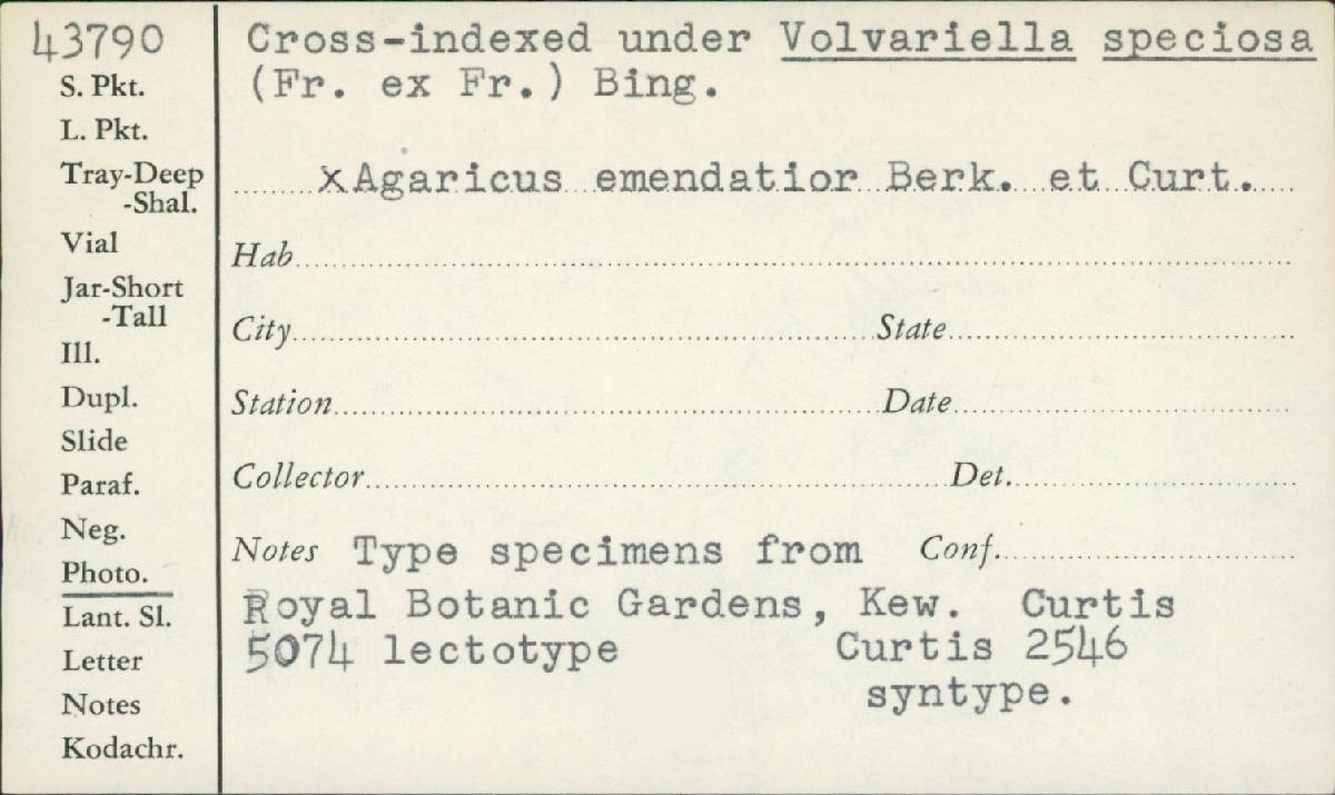 Agaricus emendatior image