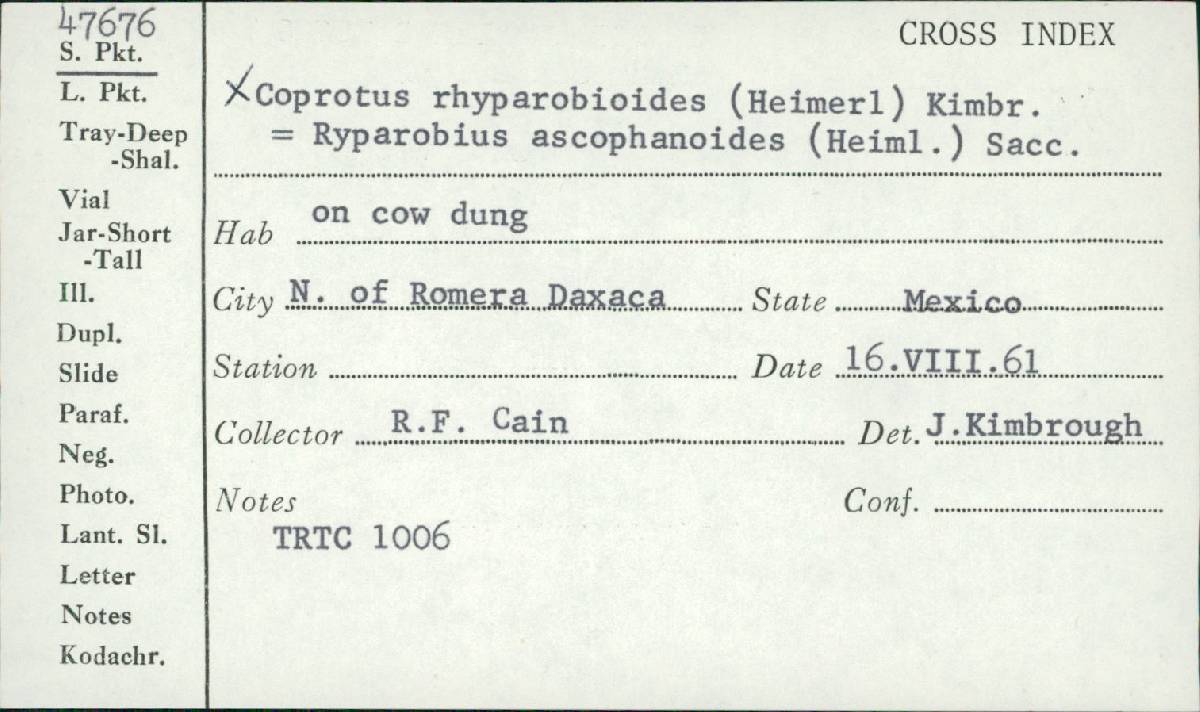 Coprotus rhyparobioides image