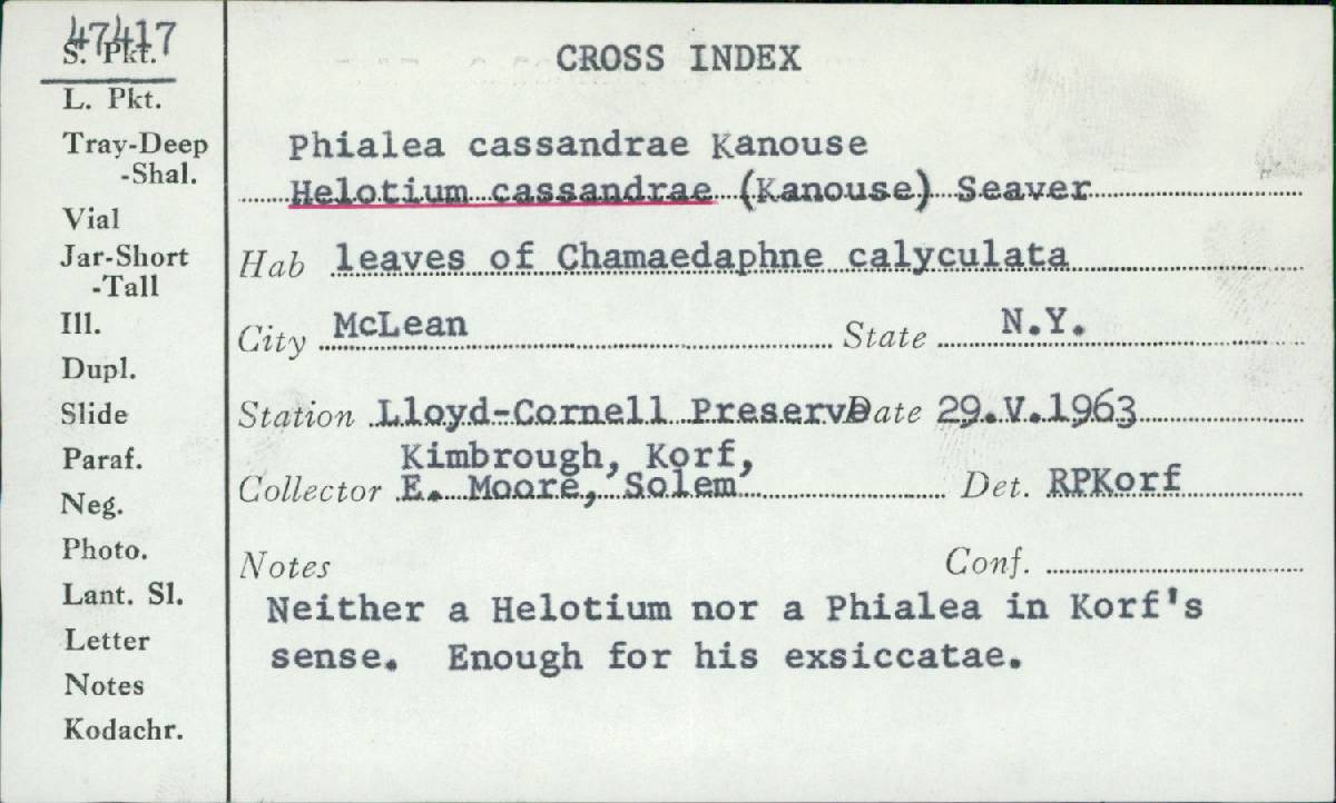 Phialea cassandrae image