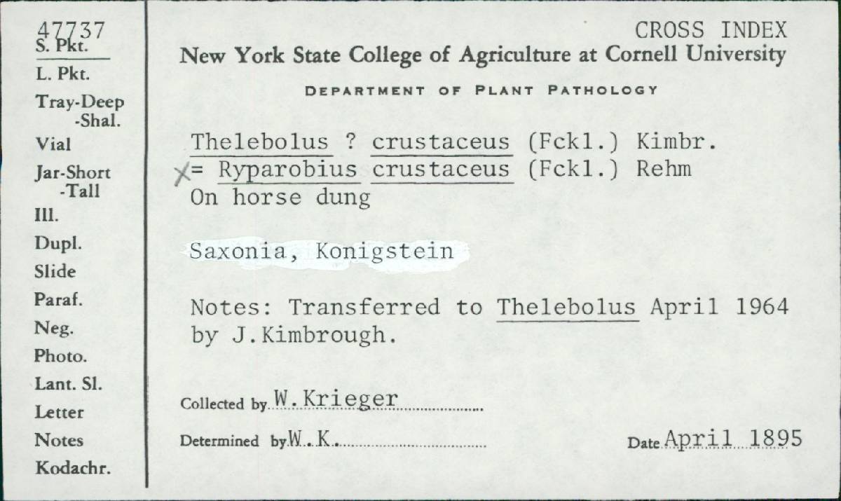 Thelebolus crustaceus image