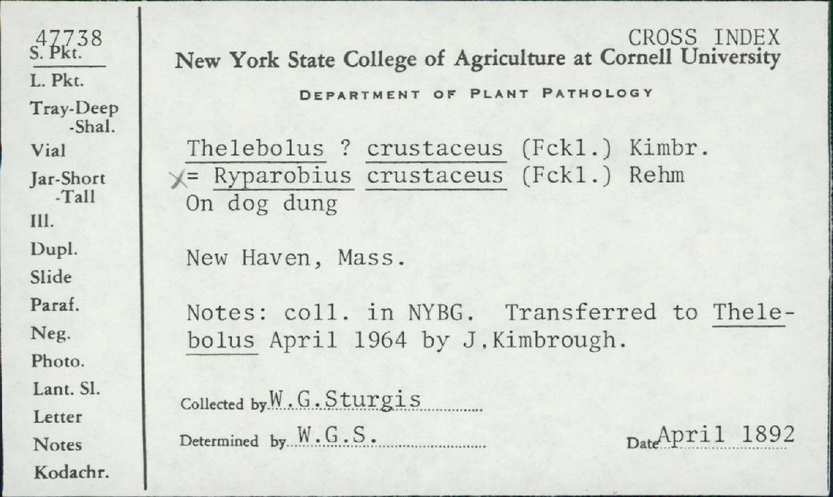 Thelebolus crustaceus image