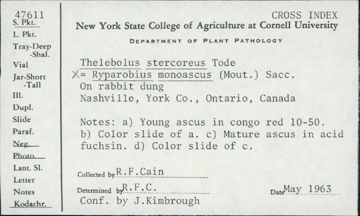 Ryparobius monoascus image