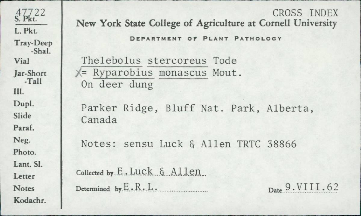 Ryparobius monascus image