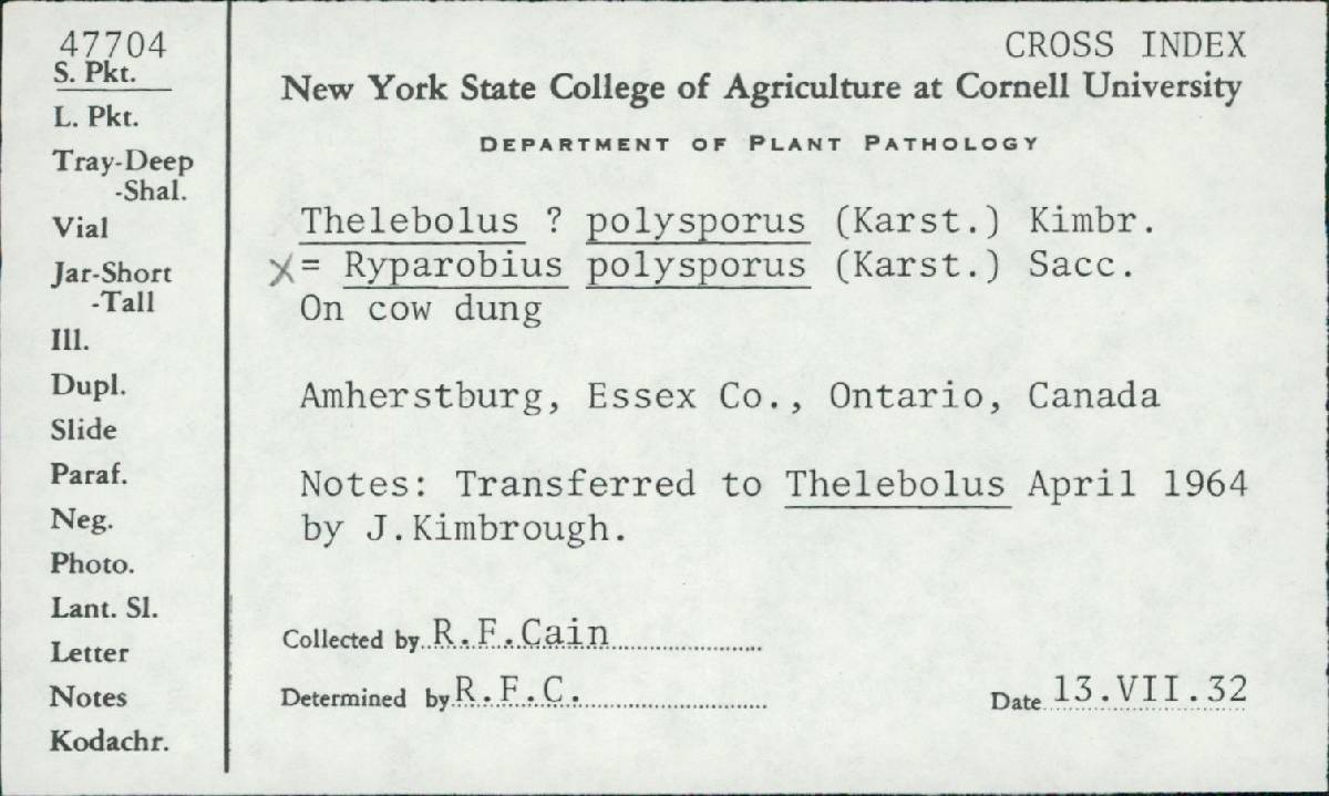 Ryparobius polysporus image