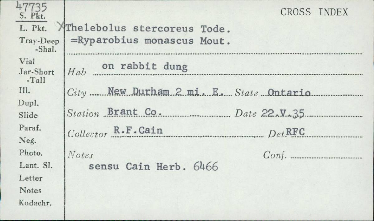 Ryparobius monascus image