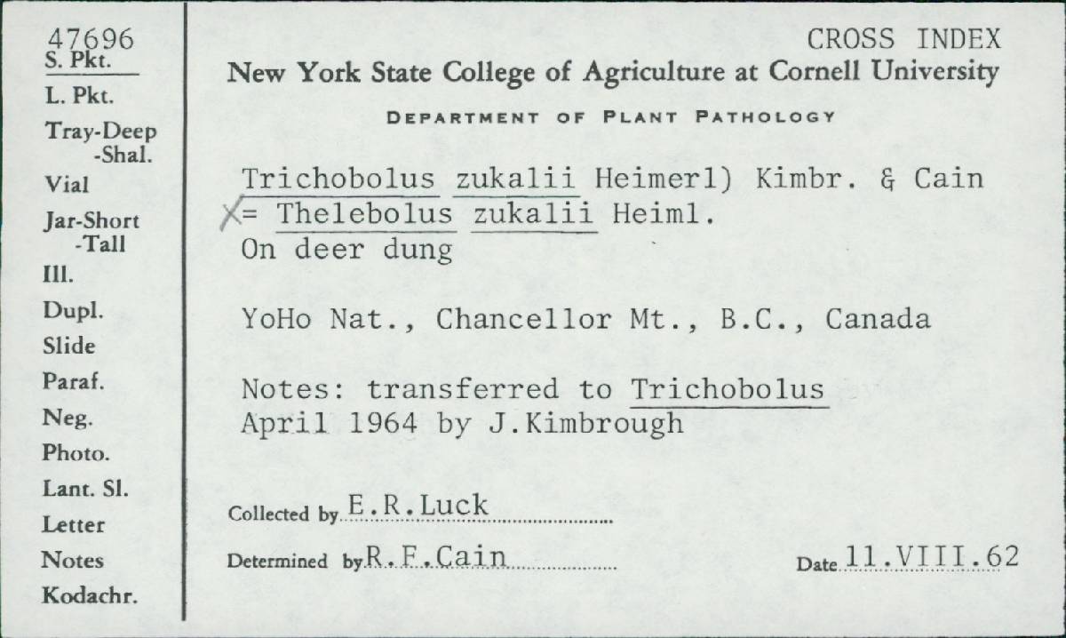 Thelebolus zukalii image