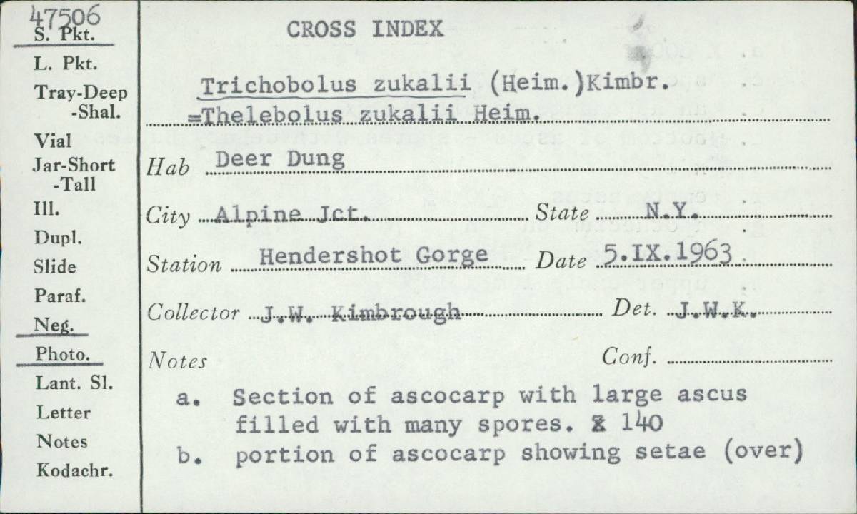 Trichobolus zukalii image