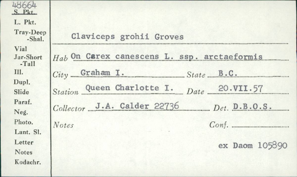 Claviceps grohii image