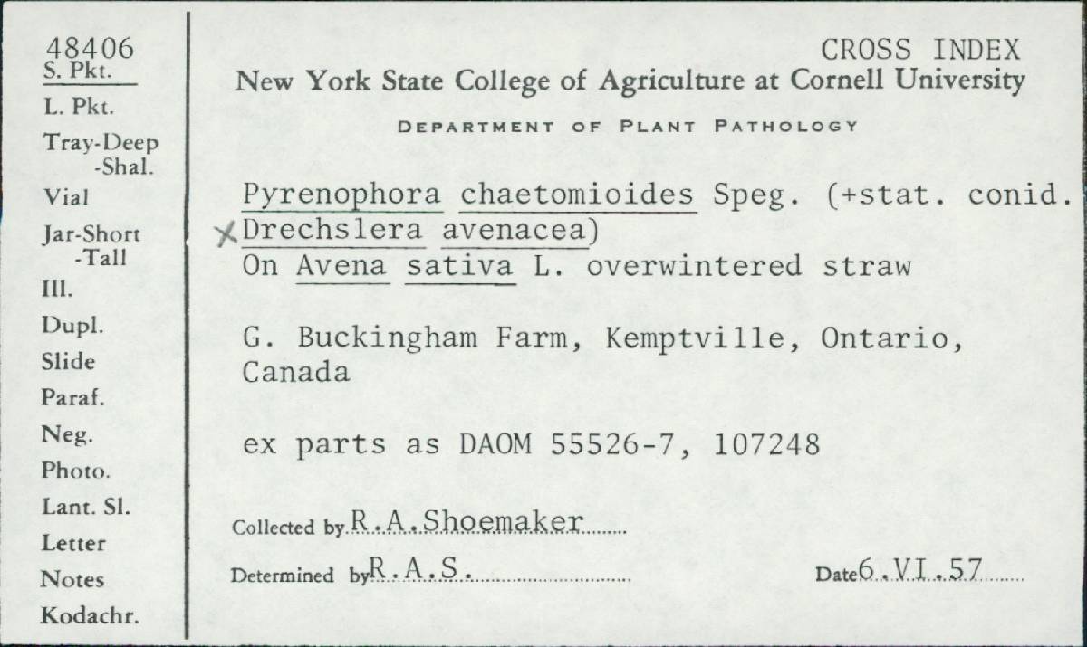 Drechslera avenacea image