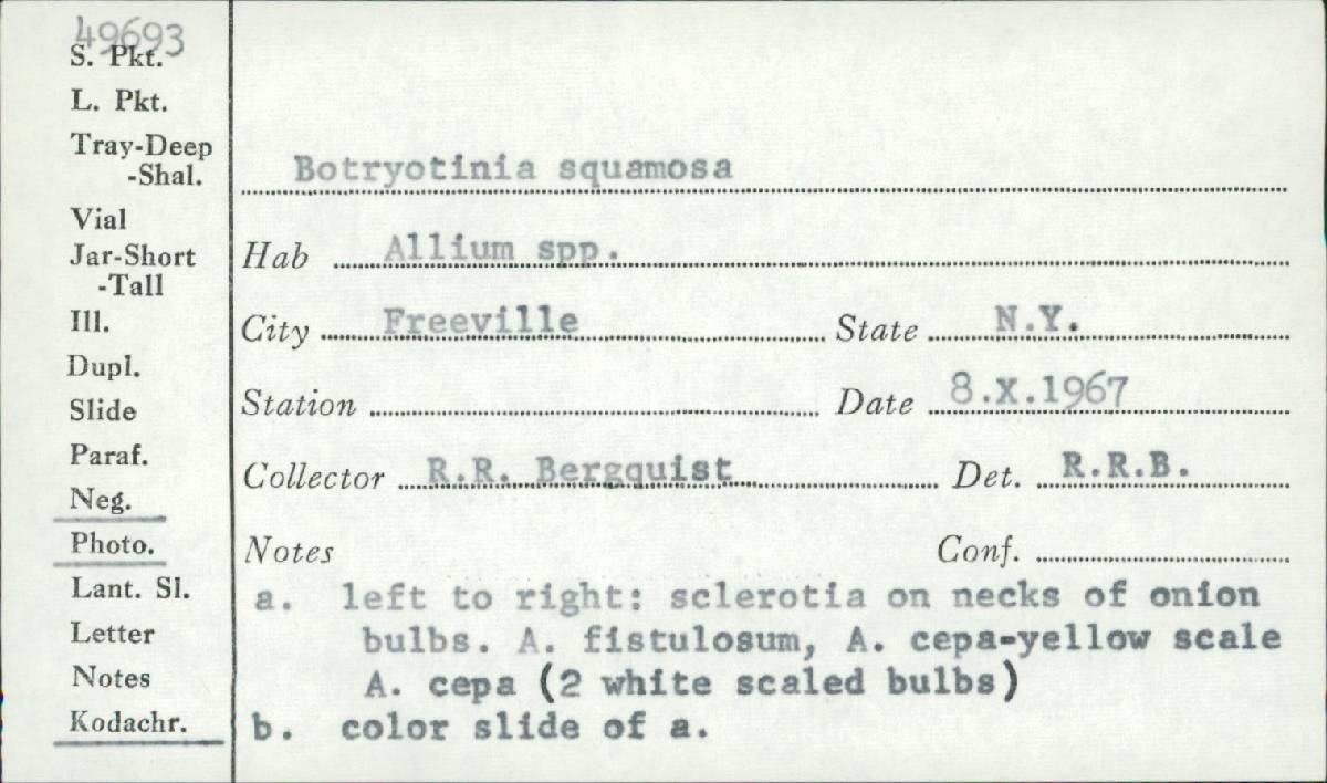 Botryotinia squamosa image