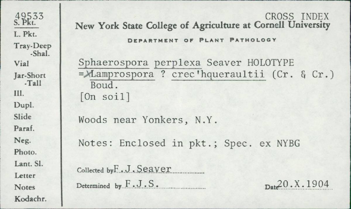 Sphaerospora perplexa image