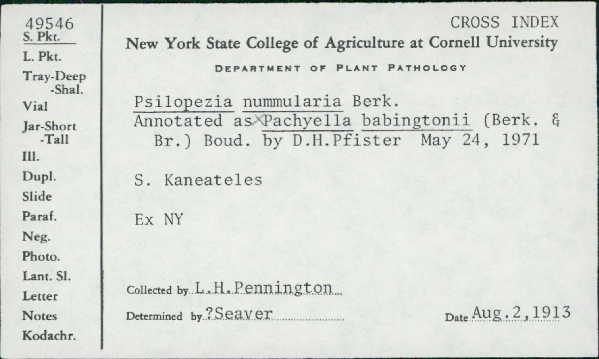 Pachyella babingtonii image