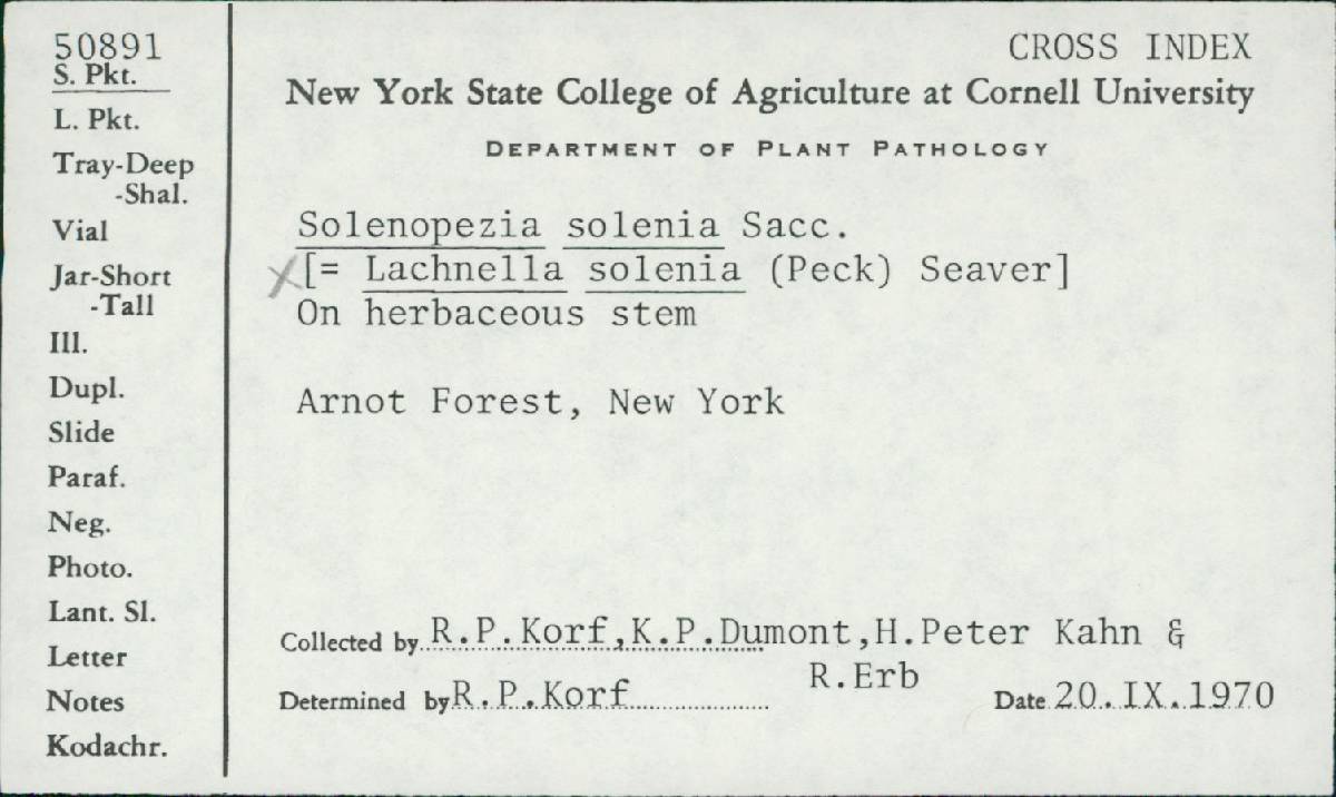 Belonidium solenia image