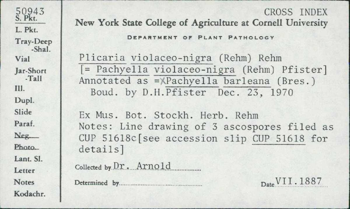 Pachyella violaceonigra image