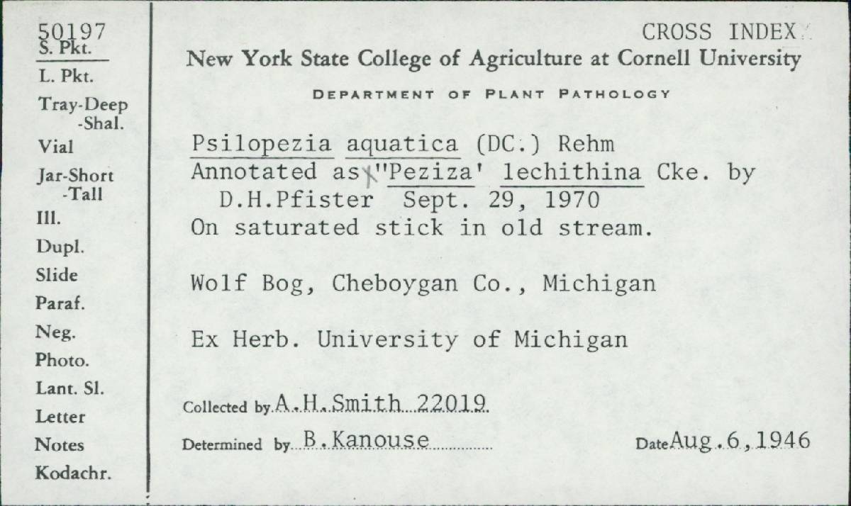Peziza lechithina image
