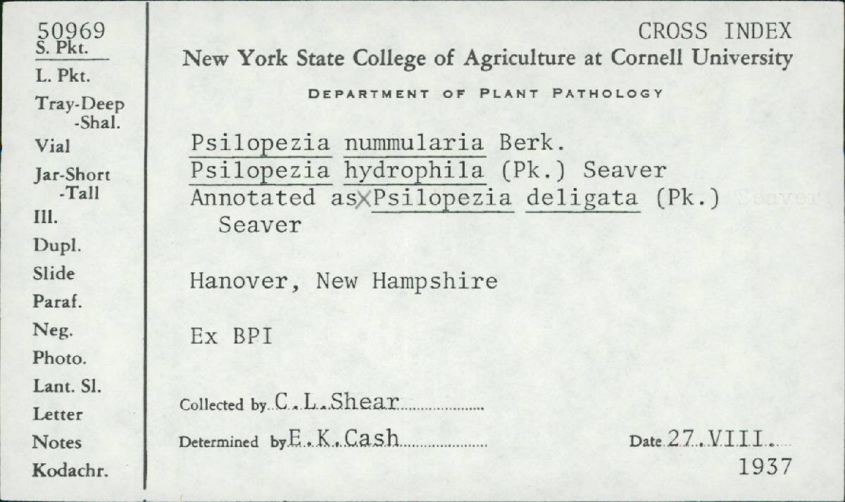 Psilopezia nummularia image
