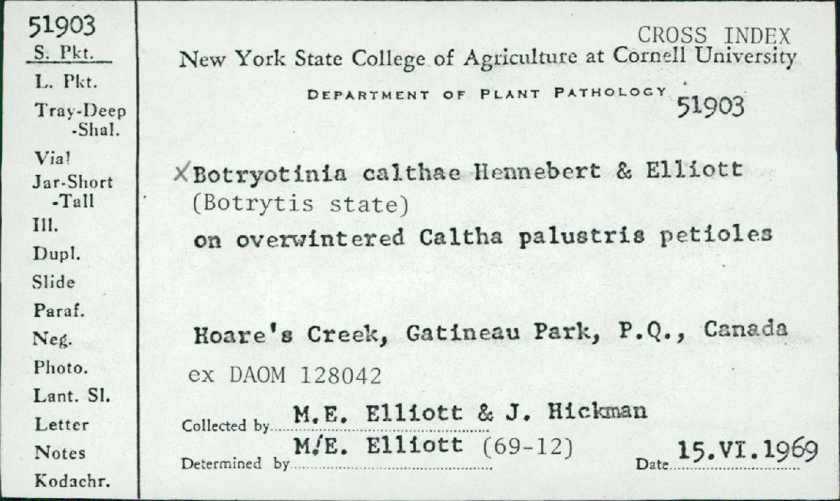 Botryotinia calthae image