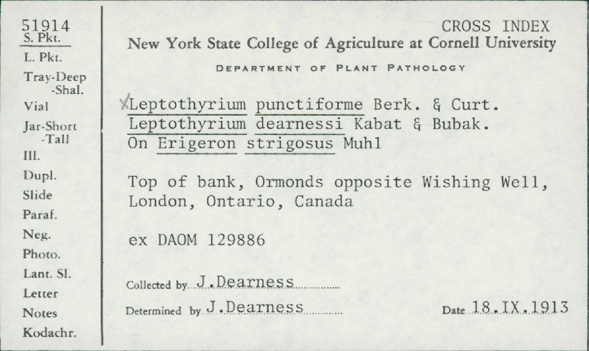 Leptothyrium punctiforme image