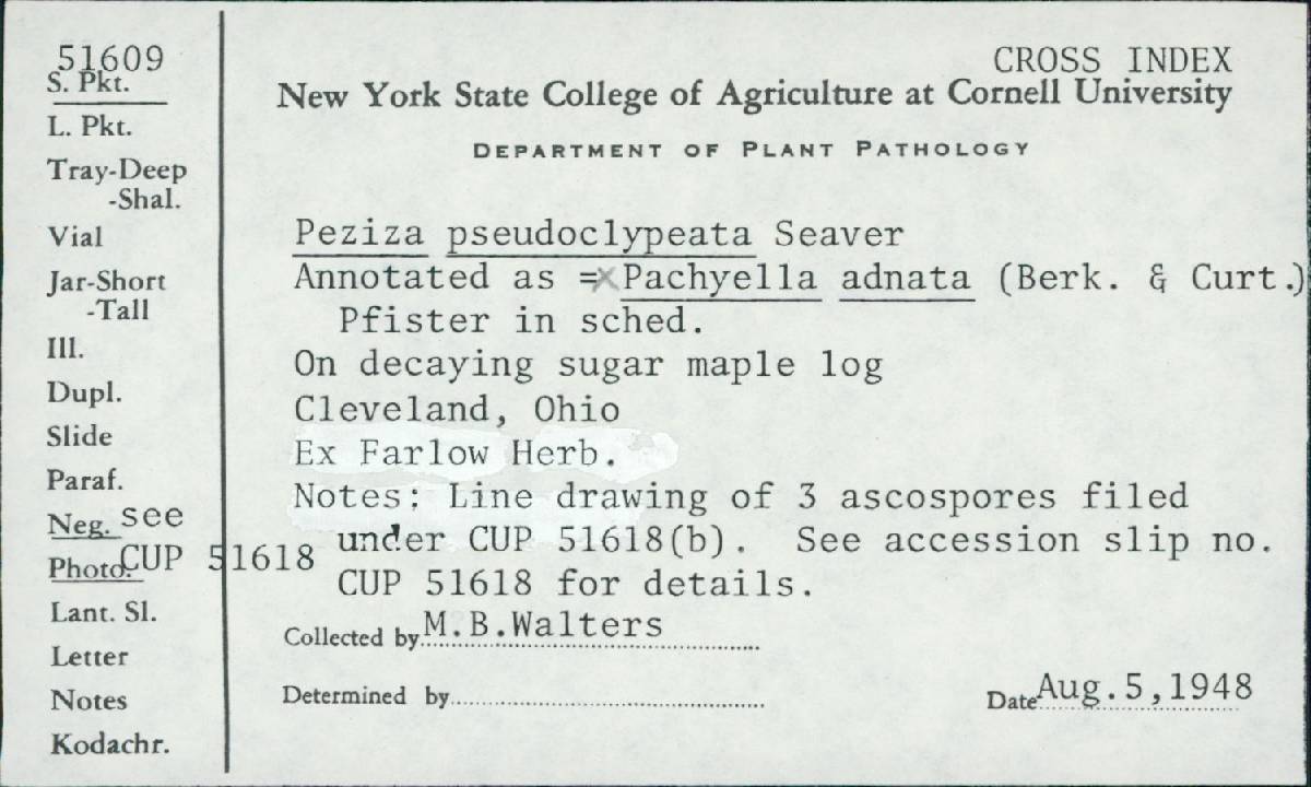 Pachyella adnata image