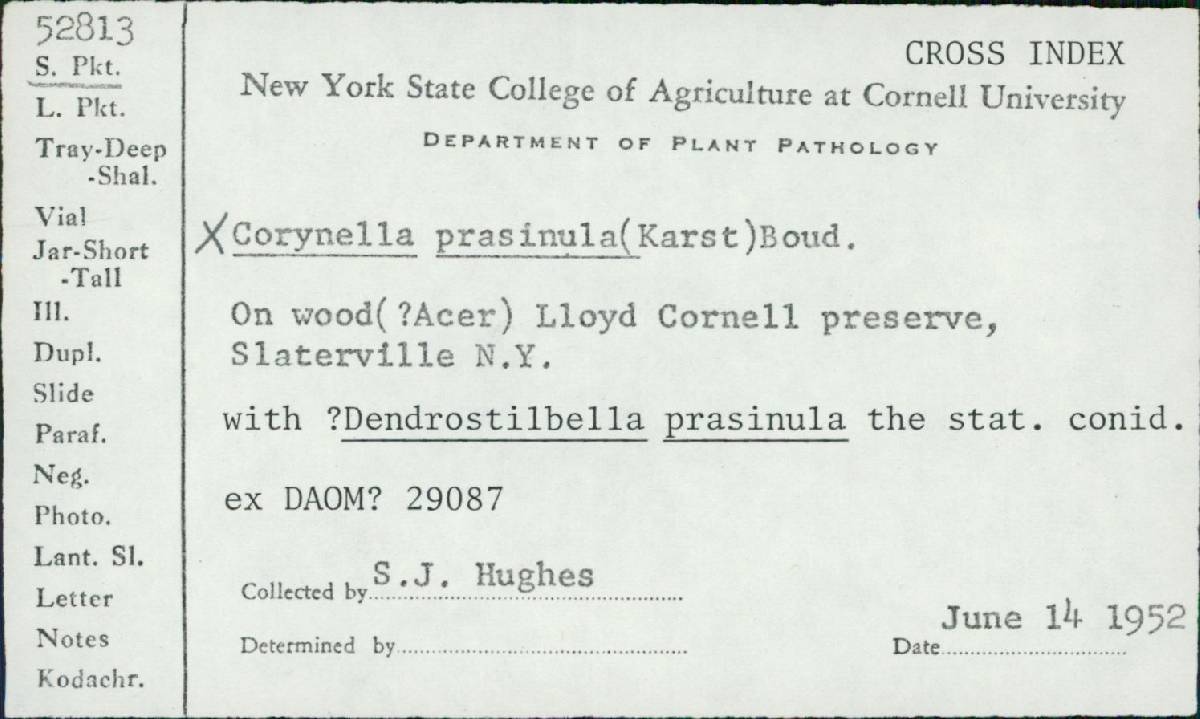 Claussenomyces prasinulus image