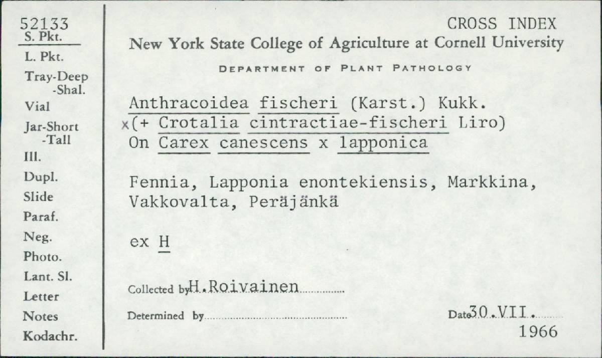 Crotalia cintractiae-fischeri image