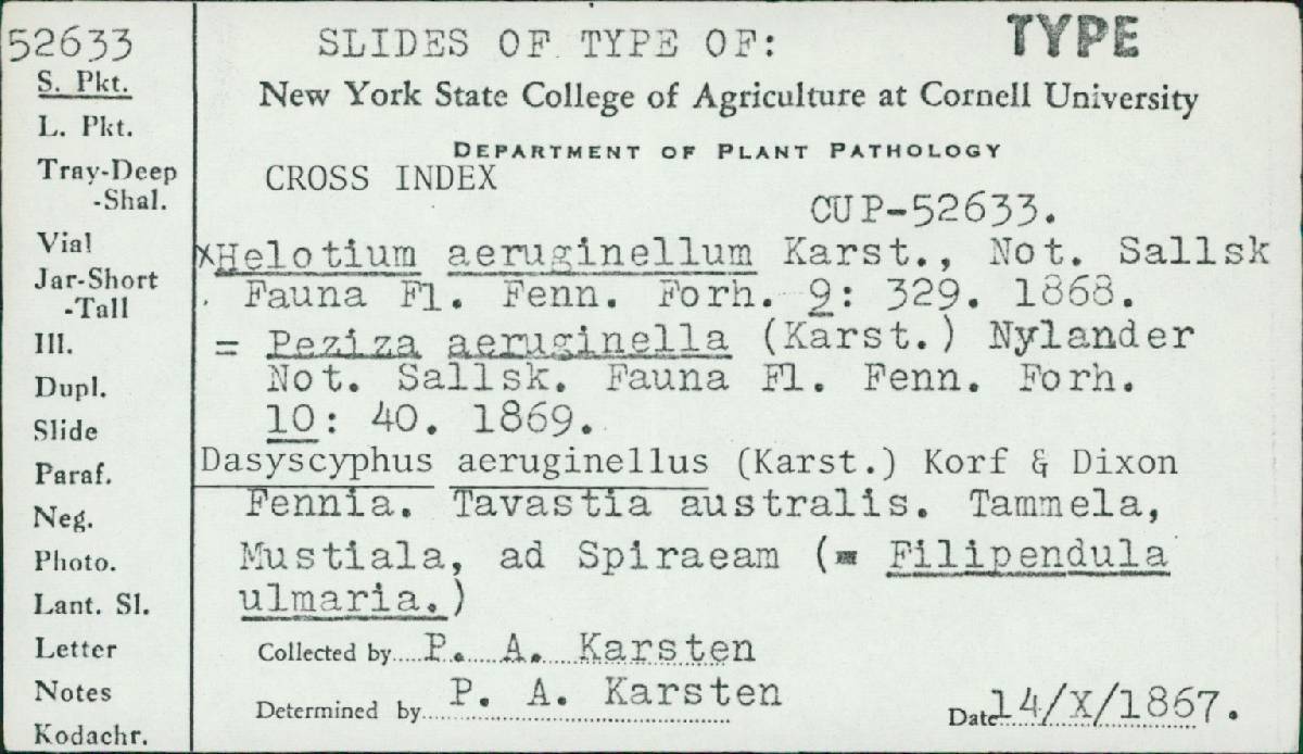 Lachnum aeruginellum image