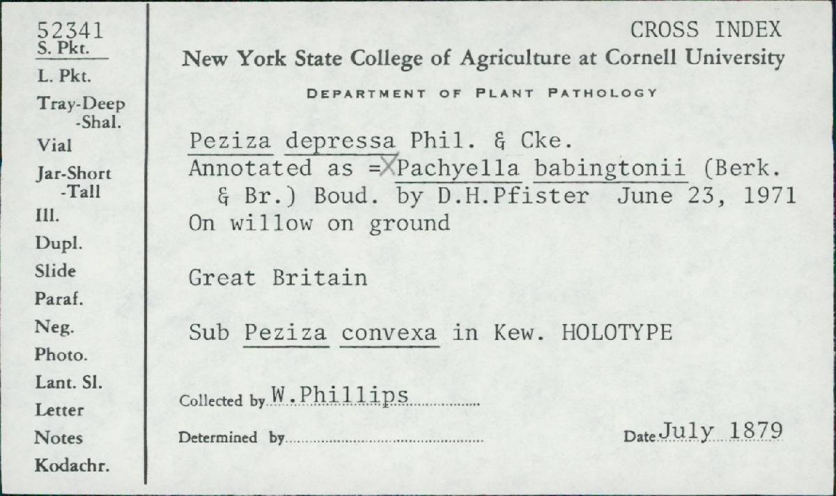 Pachyella babingtonii image
