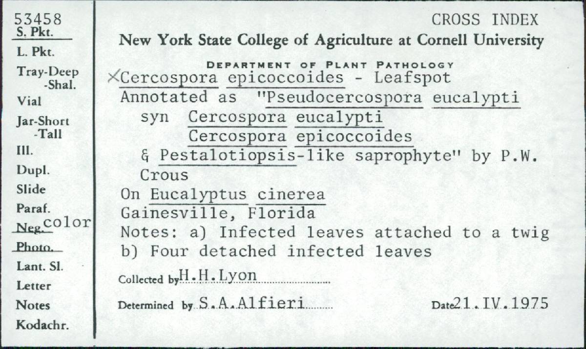 Kirramyces epicoccoides image