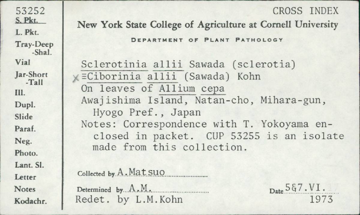 Ciborinia allii image