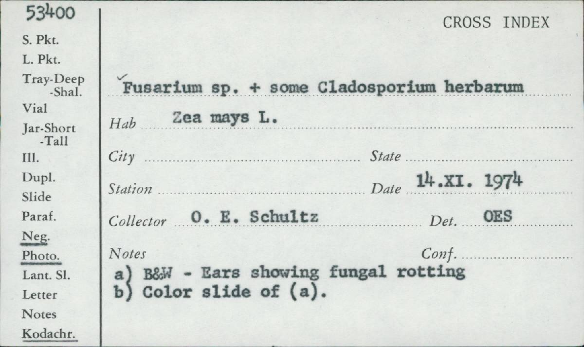 Cladosporium herbarum image