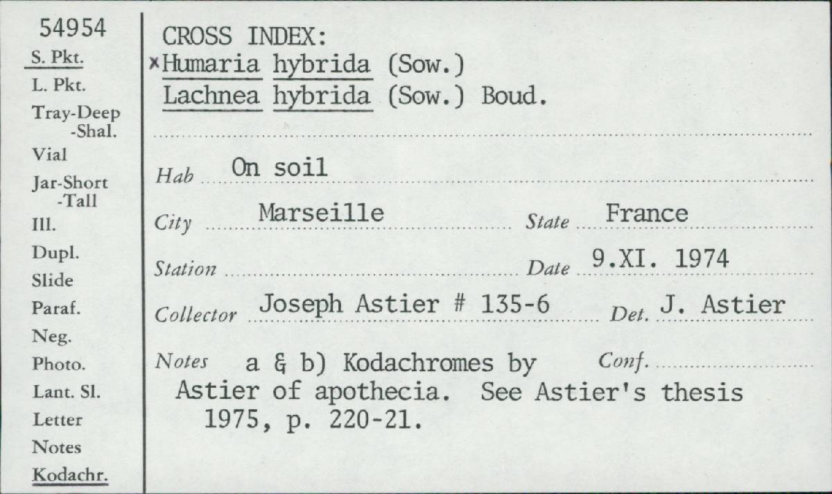 Lachnea hybrida image