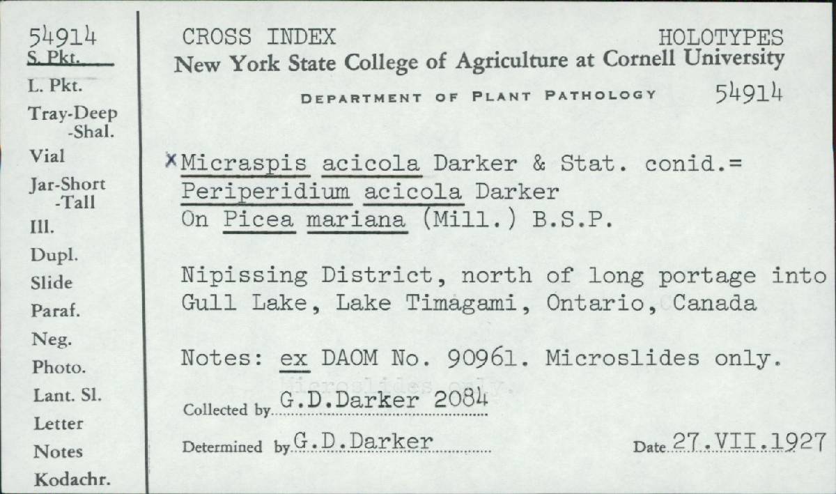 Micraspis acicola image