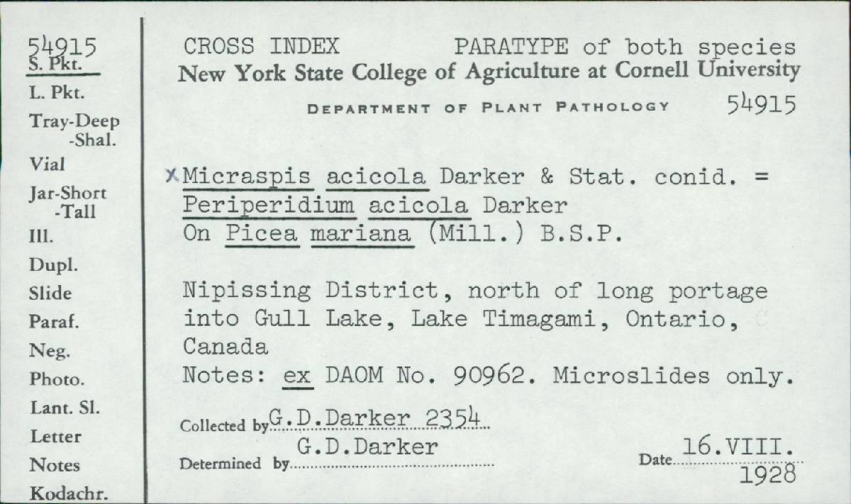 Micraspis acicola image