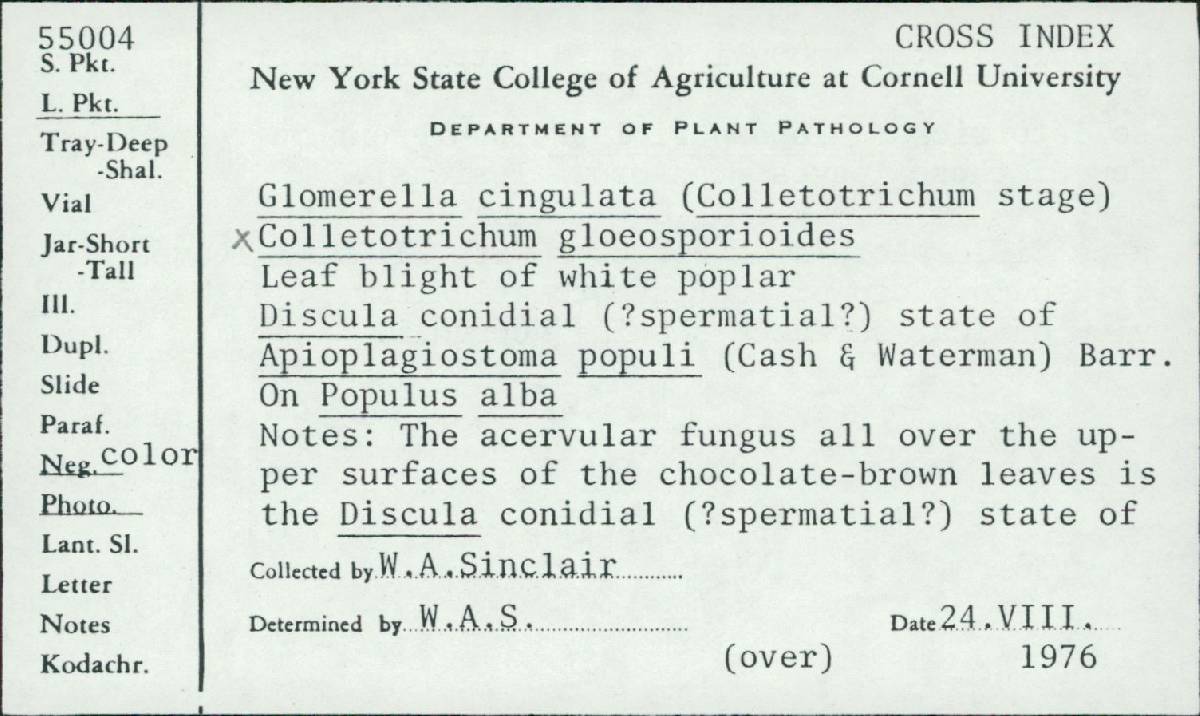 Apioplagiostoma populi image