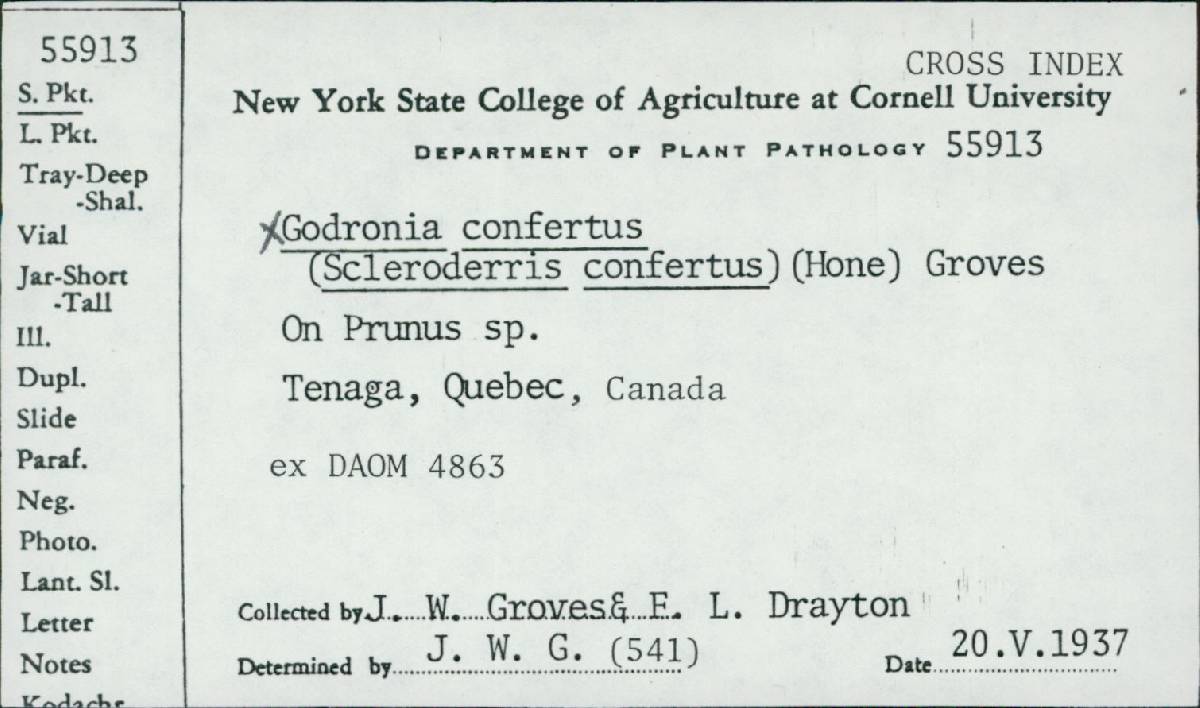 Godronia confertus image
