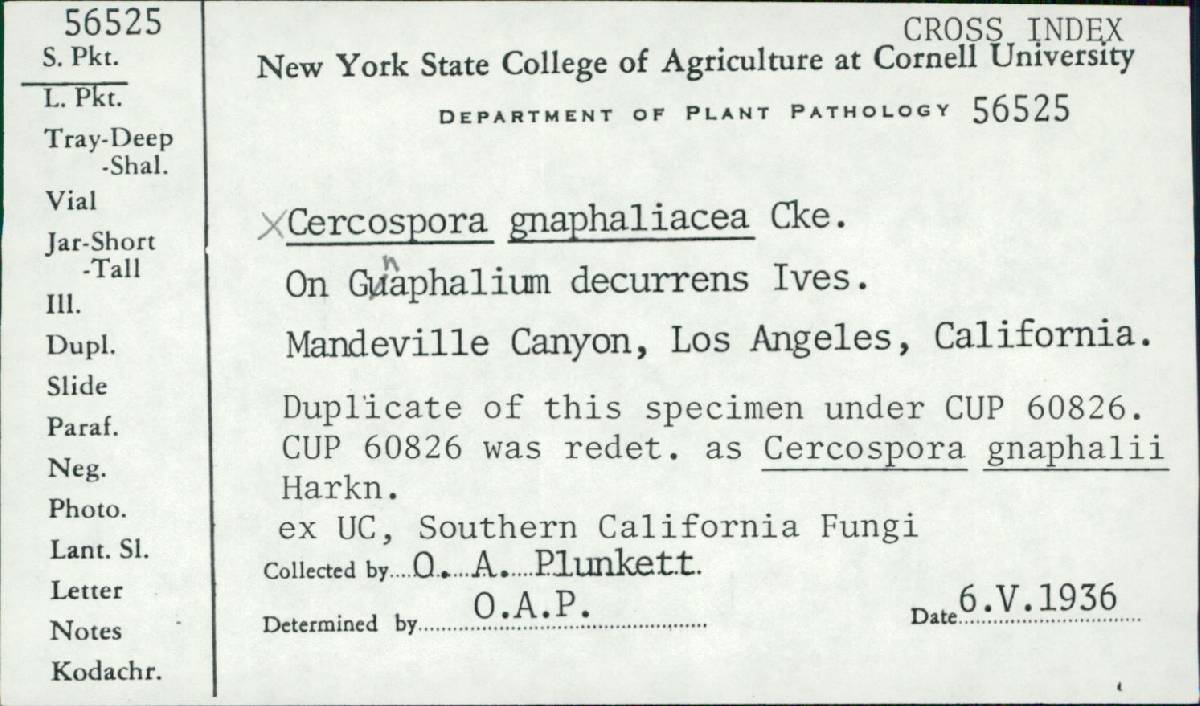 Cercospora gnaphalii image