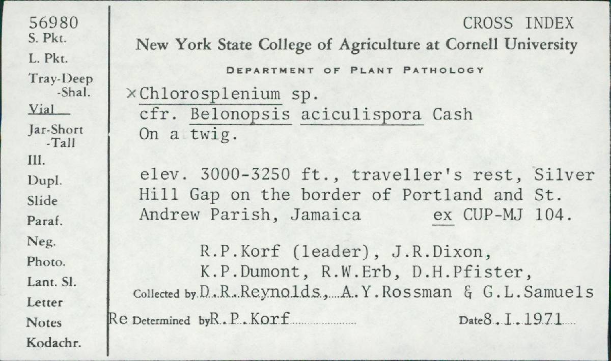 Belonopsis aciculispora image