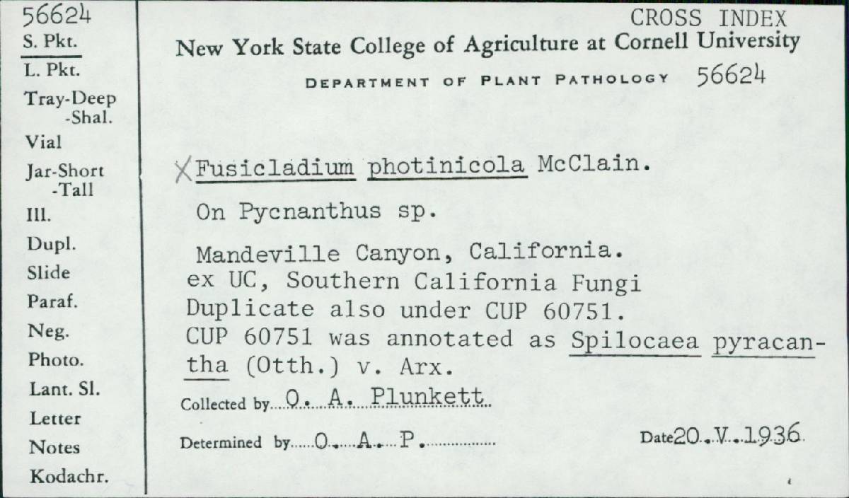 Spilocaea pyracanthae image