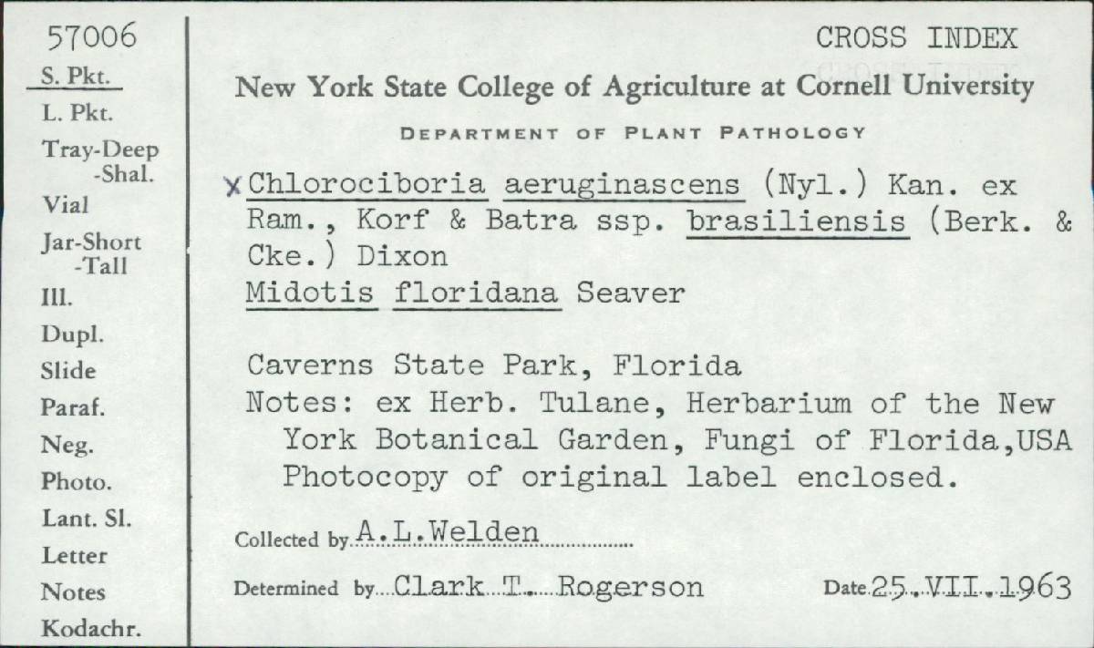 Chlorociboria aeruginascens ssp. brasiliensis image