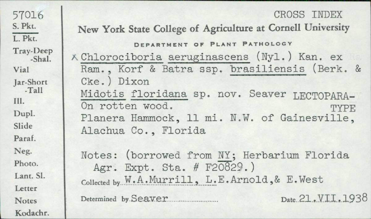 Chlorociboria aeruginascens ssp. brasiliensis image